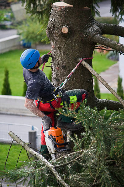 Sheldon, TX Tree Removal Company