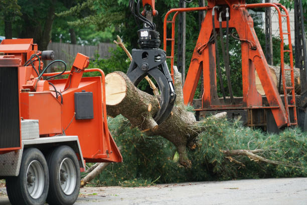 Best Tree Mulching  in Sheldon, TX