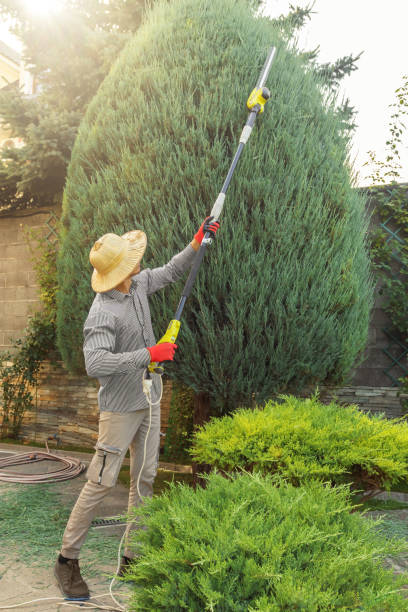 Best Lawn Drainage Solutions  in Sheldon, TX